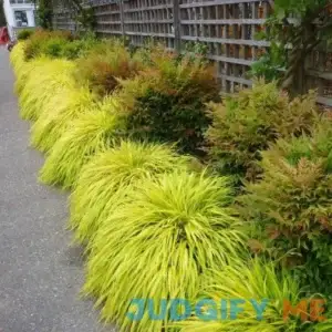 Golden Japanese Forest Grass - 1 Gallon Pot