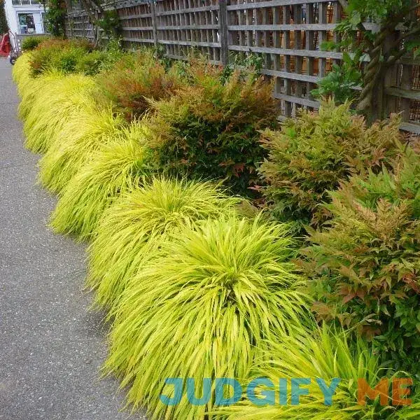 Golden Japanese Forest Grass - 1 Gallon Pot Golden Japanese Forest Grass - 1 Gallon Pot
