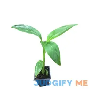 4 in. Container Musa Banana Plant