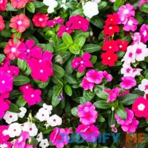 Seeds Vinca Flower Pacifica XP Mix Seeds