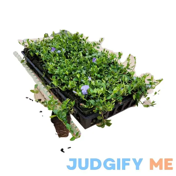 Vinca Minor 'Bowles' | 50-Count Flat - Hardy Evergreen Groundcover Vinca Minor 'Bowles' | 50-Count Flat - Hardy Evergreen Groundcover