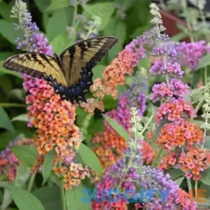Bicolor Butterfly Bush - Quart Pot - Plant Addicts