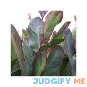 Cannas-musifolia 3 Per Bag Huge 3-5 Eye Bulbs