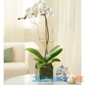1-800-Flowers Elegant Orchid White