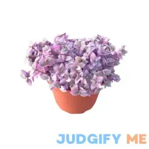 Live Succulent 4" Callisia Repens "Pink Lady" Turtle Vine