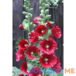 50 Mixed Colors Hollyhock Country Romance Mix Alcea Rosea Flower Seeds