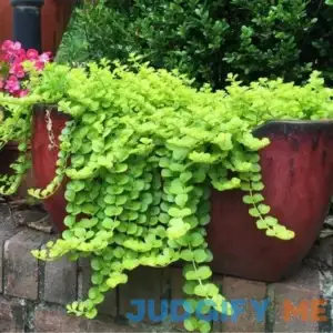 Creeping Jenny - 1 Quart Pot