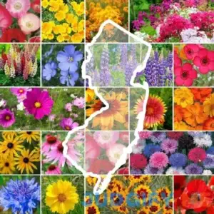 Eden Brothers New Jersey Wildflower Seed Mix