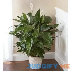 1-800-Flowers.com Peace Lily Plant