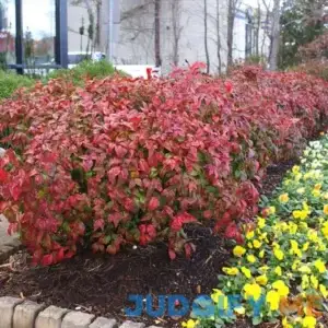 Fire Power Nandina Shrub/Bush