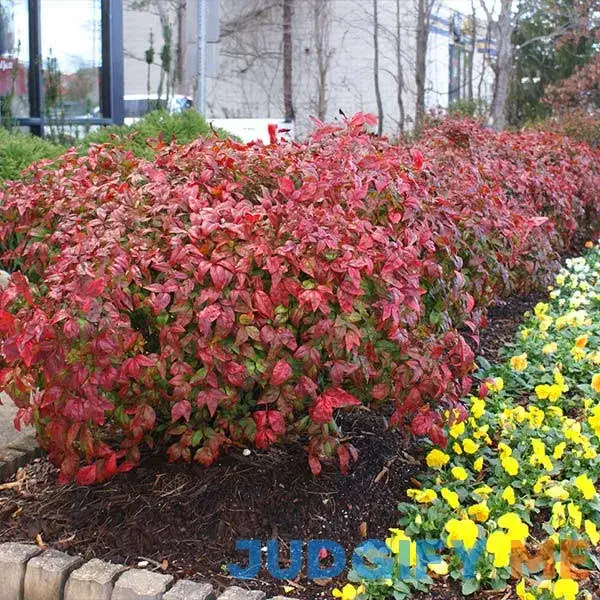 Fire Power Nandina Shrub/Bush Fire Power Nandina Shrub/Bush