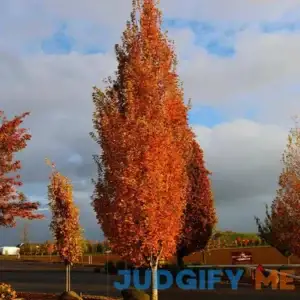 Armstrong Gold Maple