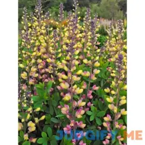 Baptisia Pink Lemonade Perennial Plant by Bluestone Perennials