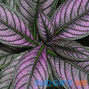 National Plant Network 4 in. Persian Shield Purple Plants