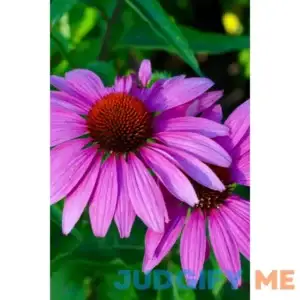 Coneflower Plant Buy 1 Get 1 Free