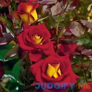 Spring Hill Nurseries Ketchup and Mustard Dormant Bare Root Floribunda Rose