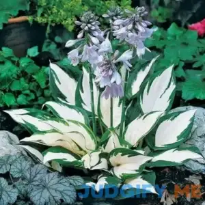 Fire and Ice Hosta Premium No. 1 Size Root