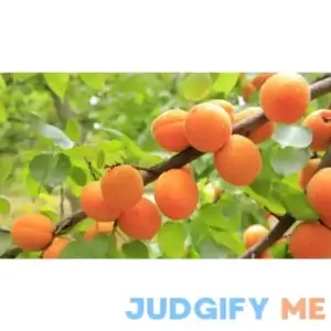 Dwarf Blenheim Apricot Tree