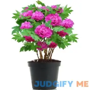 Kansas Peony Live Plant Root- Double Purple Pink - Height 12 inch for Yards and Garden Decoration