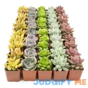 Altman Plants 50-Pack Succulents-oz Tray | 0872695