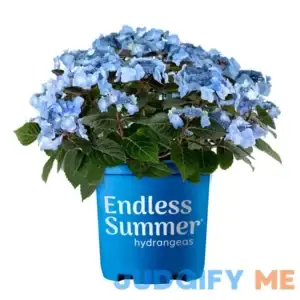 Endless Summer 2 Gal. Pop Star Hydrangea Shrub