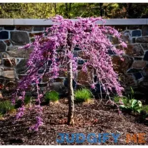 Traveller Weeping Redbud #3 Container