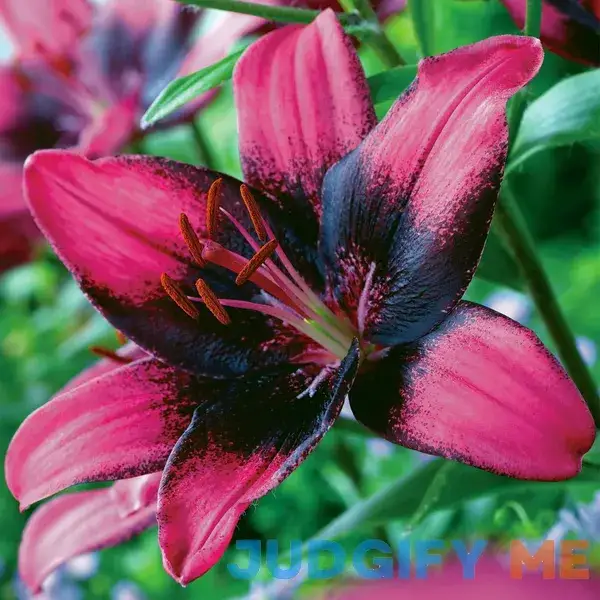 Van Zyverden Lily Purple Dream Dormant Flowering Perennial Bulb Partial Sun Van Zyverden Lily Purple Dream Dormant Flowering Perennial Bulb Partial Sun