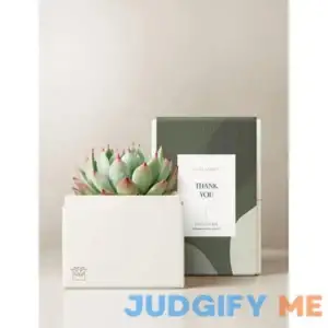 Bliss Garden | Thank You Gift Sets | Succulent Plant Gift Delivery | Lula's Garden