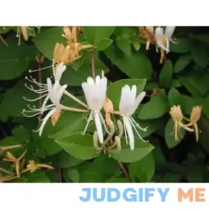Hardy Favorite Hall's Honeysuckle Lonceria japonica Live Plant