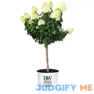 Proven Winners 3 gal. Limelight Tree Form Hydrangea Shrub