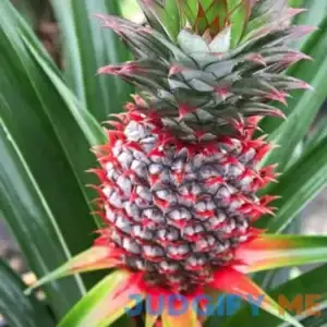 2 Red Pineapple Plants Live from 4 to 6 Inc Tall Planting Ornaments Perennial Garden Simple to Grow Pots