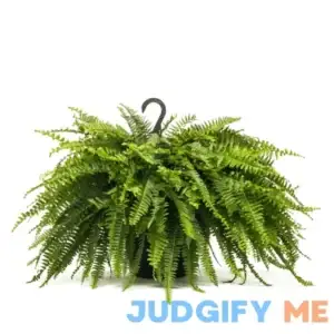 Lowe's 1.5-Gallon Boston Fern in Hanging Basket NURSERY