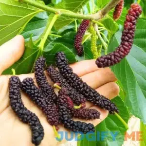 Set 2 Pakistan Mulberry Trees Plants 6 to 8 Inch Height