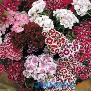 3000 Dianthus Seeds Sweet William Mix