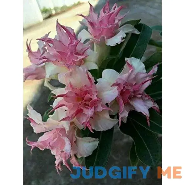 25 Double White Pink Clematis Seed_Flower Bloom Climbing Perennial Plumeria - Easy Grow 25 Double White Pink Clematis Seed_Flower Bloom Climbing Perennial Plumeria - Easy Grow