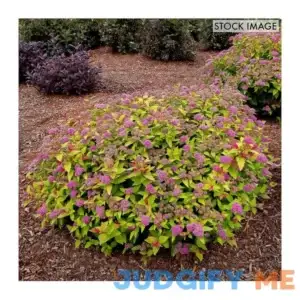 Van Zyverden Spiraea Rainbow Fizz 4 in. Potted Rocketliners