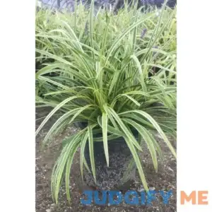 Liriope Variegated in 3.25" Pots