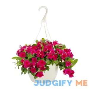 Expert Gardener 1.5g Trailing Vinca Live Plants with Hanging Basket
