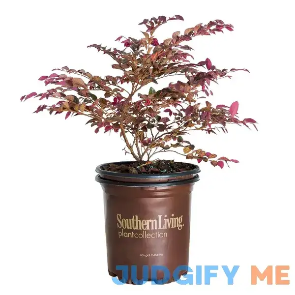 Southern Living Plant Collection Purple Daydream Dwarf Loropetalum 2.5 Quart Southern Living Plant Collection Purple Daydream Dwarf Loropetalum 2.5 Quart
