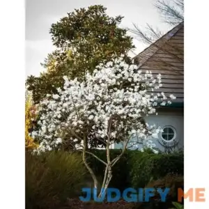 Royal Star Magnolia Tree #3 Container