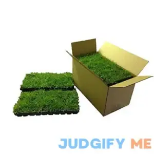 Zoysia Plugs - 100 Full Zoysia Grass Plugs | Mature Roots | Individually Grown