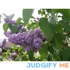 Lilac (Syringa Vulgaris) Nice Garden Tree by Seed Kingdom 25 Seeds