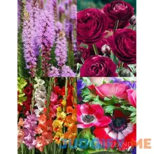 Deer Resistant Cut Flower Garden Collection | Holland Bulb Farms