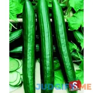 English Sweet Long Slim Hybrid Cucumber Seeds