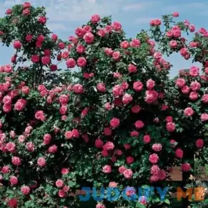 Climbing Rose America Climbing Rose