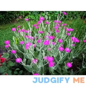 200 Organic Rose Campion Magenta Silver Catchfly Lychnis Silene Coronaria Flower Seeds