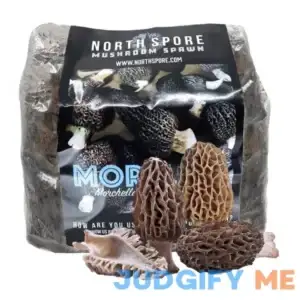 North Spore Organic Sawdust Spawn