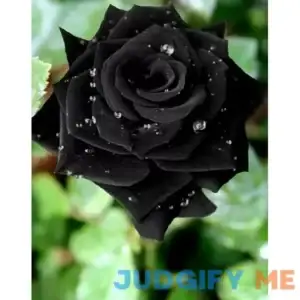 VAACNEE 100pcs Black Rose Seeds Flower Bush Perennial Shrub Flowers Seed