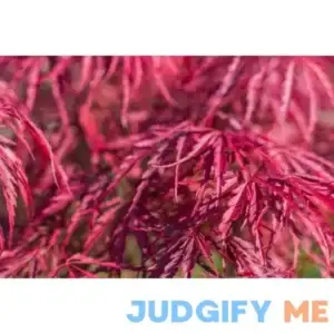 10 Red Dwarf Japanese Laceleaf Maple Tree Lace Blood Acer Palmatum Atropurpureum Dissectum Shrub Seeds