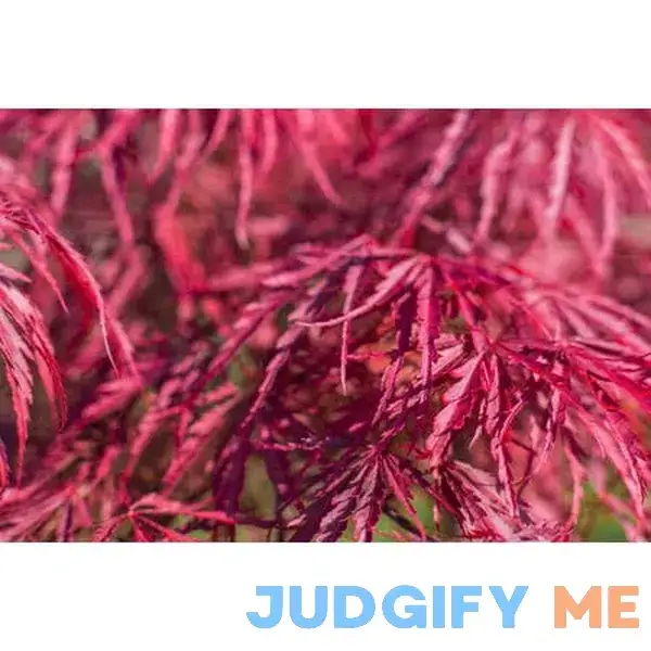 10 Red Dwarf Japanese Laceleaf Maple Tree Lace Blood Acer Palmatum Atropurpureum Dissectum Shrub Seeds 10 Red Dwarf Japanese Laceleaf Maple Tree Lace Blood Acer Palmatum Atropurpureum Dissectum Shrub Seeds